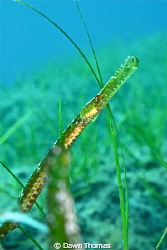 "Can You See Me Now?" Seagrass Pipefish - found hiding in... by Dawn Thomas 